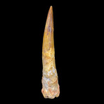 Spinosaurus Tooth // Ver. 4