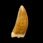 African T. Rex Tooth // 3"High