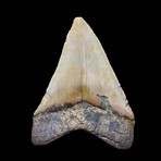 Megalodon Tooth // Ver. 2