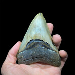 Megalodon Tooth // Ver. 2