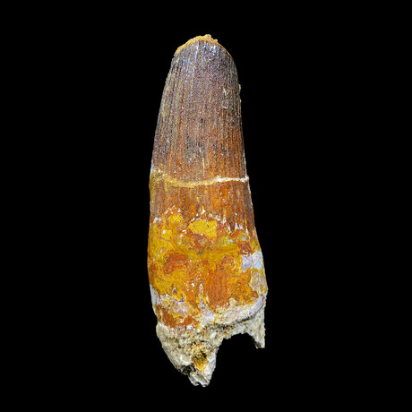 Spinosaurus Tooth // Ver. 2