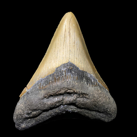 Megalodon Tooth // Ver. 4