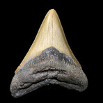 Megalodon Tooth // Ver. 4