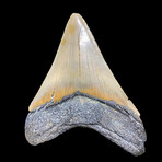 Megalodon Tooth // Ver. 4