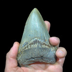 Megalodon Tooth // Ver. 3