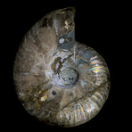 Ammonite // Ver. 4 Medium Left