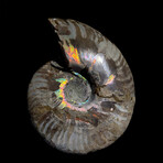 Ammonite // Ver. 4 Medium Right