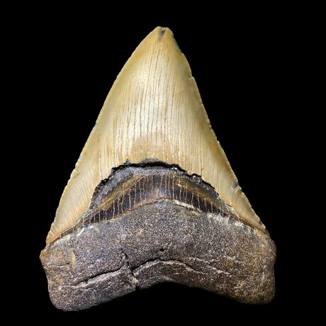 Megalodon Tooth // Ver. 2