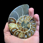Ammonite // Ver. 5 Small Right
