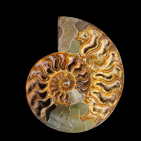 Ammonite // Ver. 1 Large Left