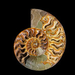 Ammonite // Ver. 1 Large Left