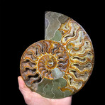 Ammonite // Ver. 1 Large Left