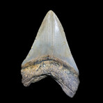 Megalodon Tooth // Ver. 3