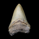 Megalodon Tooth // Ver. 3