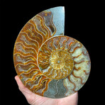 Ammonite // Large Right // Ver. 2