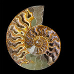 Ammonite // Ver. 1 Large Right