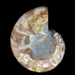 Ammonite // Ver. 5 Small Left