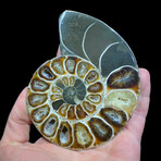 Ammonite // Ver. 5 Small Left