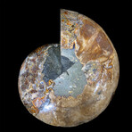 Ammonite // Ver. 1 Large Right