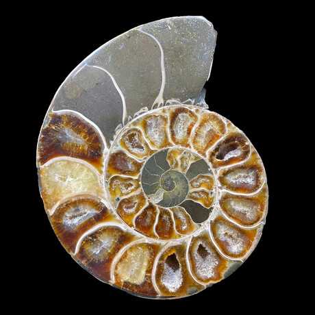 Ammonite // Ver. 5 Small Right