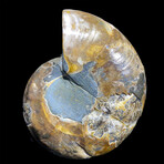 Ammonite // Ver. 5 Small Right