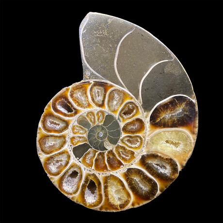 Ammonite // Ver. 5 Small Left