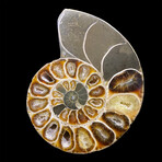 Ammonite // Ver. 5 Small Left