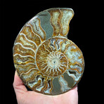Ammonite // Ver. 4 Medium Right