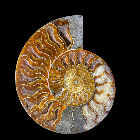 Ammonite // Large Right // Ver. 2