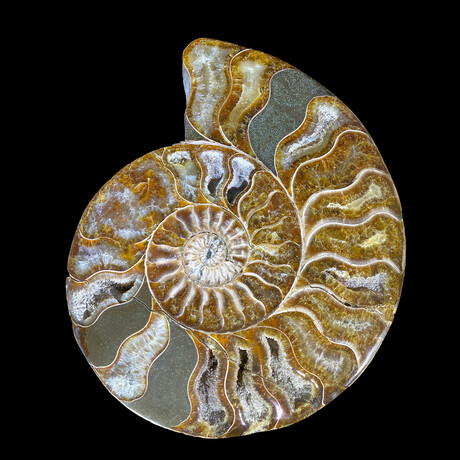 Ammonite // Ver. 4 Medium Left