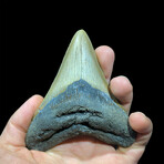 Megalodon Tooth // Ver. 4