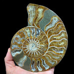 Ammonite // Ver. 4 Medium Left