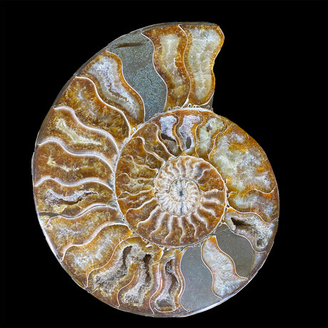 Ammonite // Ver. 4 Medium Right