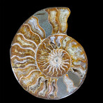 Ammonite // Ver. 4 Medium Right