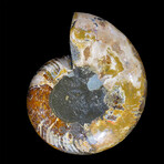 Ammonite // Large Right // Ver. 2