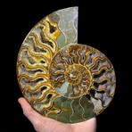 Ammonite // Ver. 1 Large Right