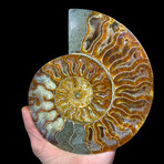 Ammonite // Large Left // Ver. 2