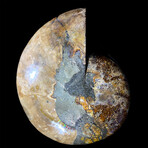 Ammonite // Ver. 1 Large Left