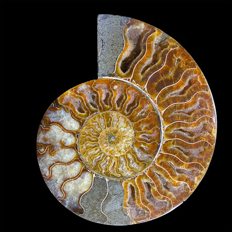 Ammonite // Large Left // Ver. 2