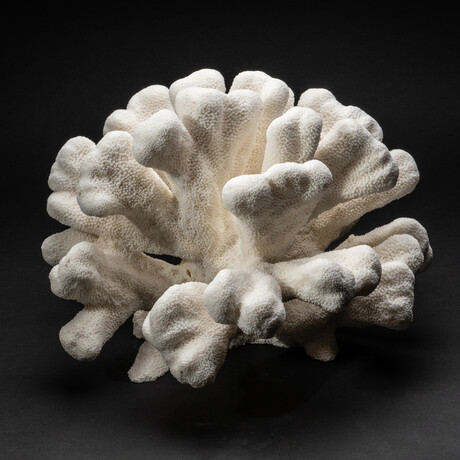 Genuine Natural White Cat Paw Coral