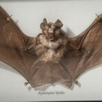 Genuine Natural Rhinolophus Lepidus Bat