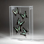 Genuine Butterflies + Acrylic Shadowbox