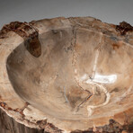 Genuine Natural Petrified Wood Bowl