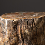 Genuine Natural Petrified Wood Log