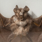 Genuine Natural Rhinolophus Lepidus Bat