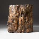 Genuine Natural Petrified Wood Log