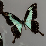 Genuine Butterflies + Acrylic Shadowbox