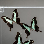 Genuine Butterflies + Acrylic Shadowbox