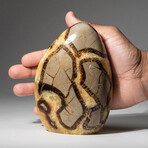 Genuine Polished Septarian Freeform