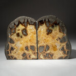 Genuine Septarian Bookends